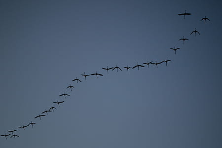 low angle photography of flock of birds thumbnail