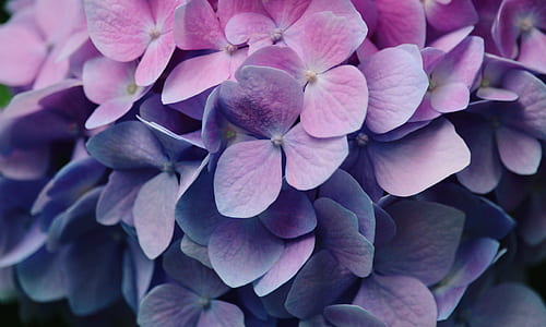 pink and purple flower plant thumbnail