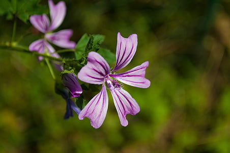 selective focus photo of purple 5-petal flower thumbnail