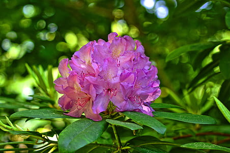 selective focus photography of pink petaled flower thumbnail