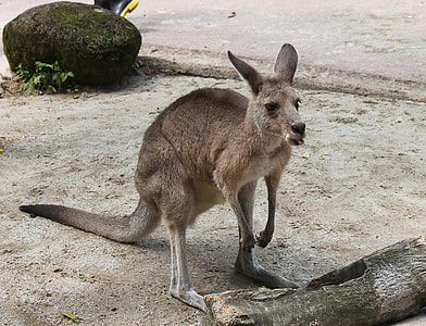 brown kangaroo on ground thumbnail