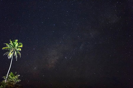 coconut tree under starry sky wallpaper thumbnail