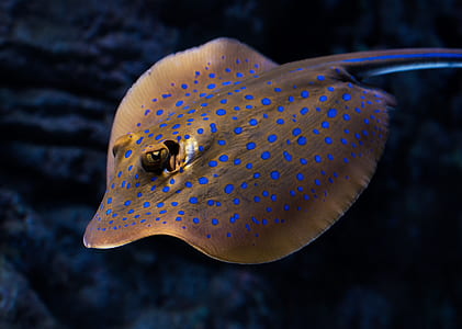 brown and blue sting ray thumbnail