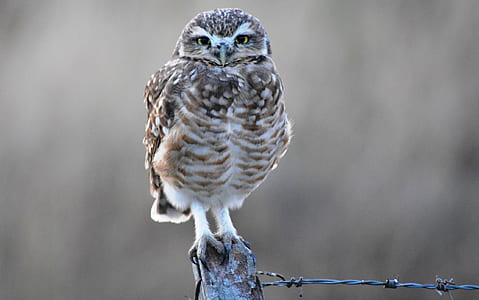 brown bird on tree branch thumbnail