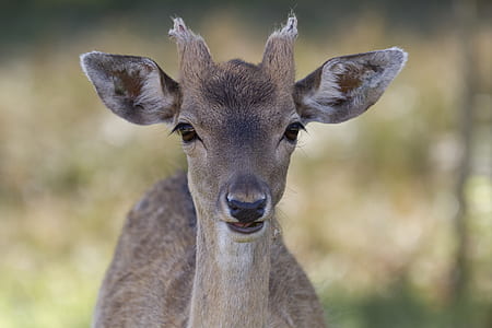 selective focus photo of brown doe thumbnail