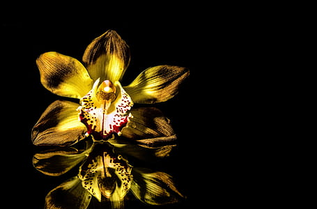 selective focus photography of yellow boat orchid flower thumbnail