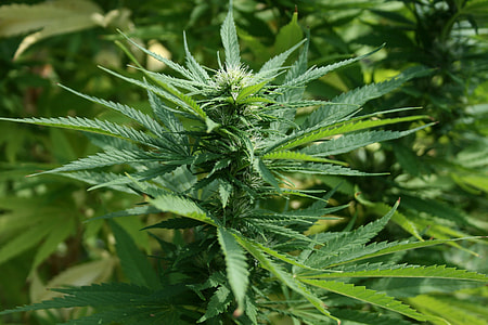 closeup photo of cannabis thumbnail