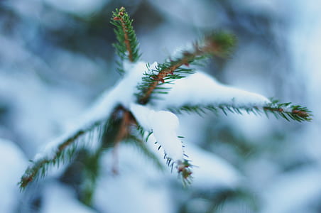 palm tree covered with snow thumbnail