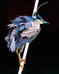 blue jay perched on white rope thumbnail