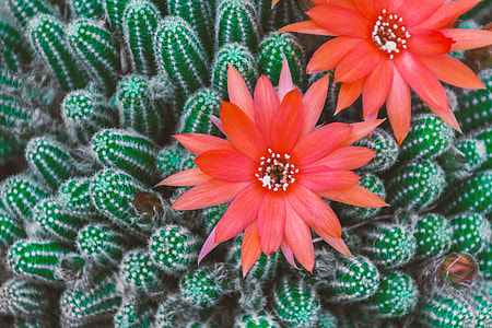 red cactus flowers in closeup photo thumbnail