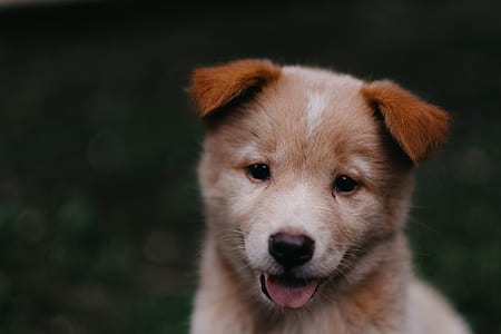 selective focus photography of short-coated tan and white puppy showing tongue thumbnail