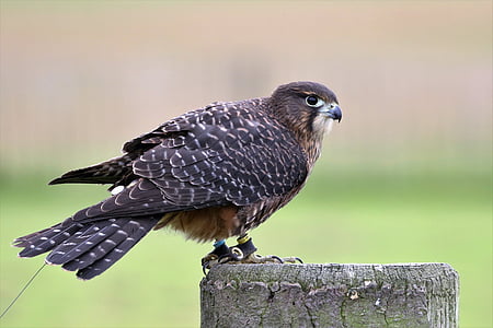 black bird thumbnail