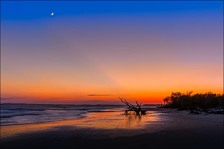 Silhouette of Tree Near Sea Shore during Sunset thumbnail