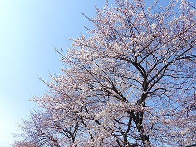 snow covered tree during daytime thumbnail