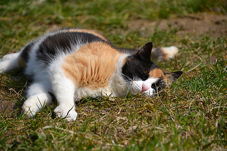photo of brown, black, and white calico cat lying on green grass at daytime thumbnail