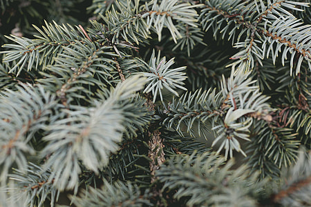 green plants thumbnail
