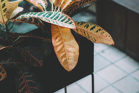 close shot of green and brown leaves thumbnail