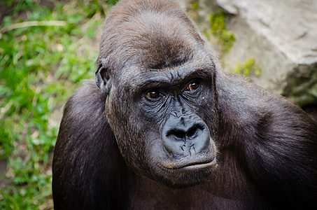 black gorilla in closeup photography thumbnail