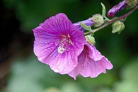 selective focus photography of purple mallows thumbnail