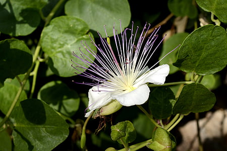 focus photography of white petal flower thumbnail