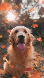 shallow focus photography of Golden retriever thumbnail