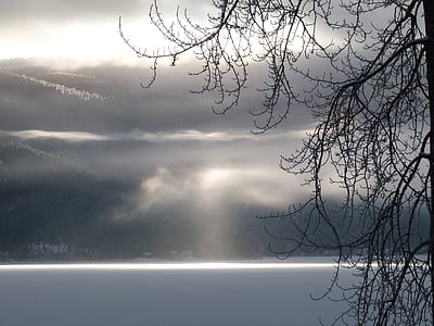 leafless tree thumbnail