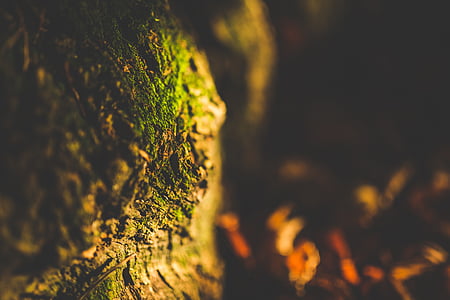focus, photography, green, tree, trunk, root thumbnail