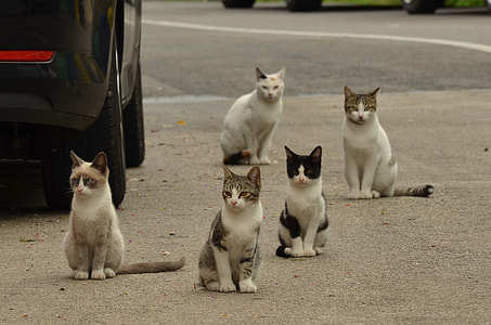 five cats on dirt road during daytime thumbnail