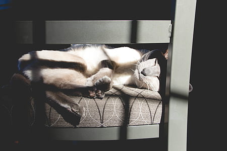 white cat lying on chair thumbnail