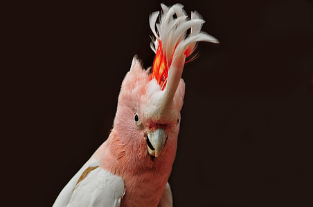 shallow focus photography of orange and white animal thumbnail