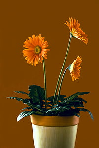 closeup photo of orange petaled flowers in vase thumbnail