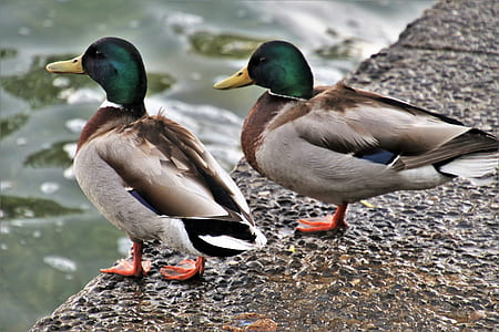 two brown-and-black ducks on gray surface thumbnail