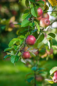 red apples selective-focus photography thumbnail