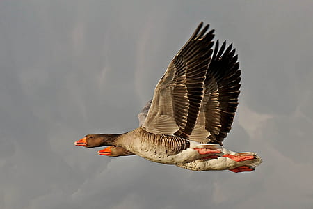 two flying mallard ducks thumbnail