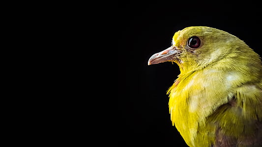 yellow bird thumbnail