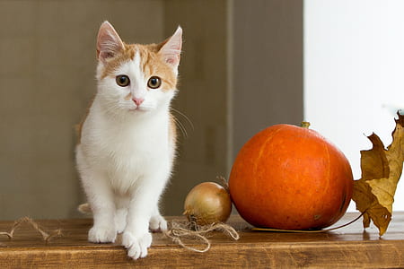 cat on top of wooden surface thumbnail