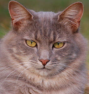 selective focus photography of gray cat thumbnail