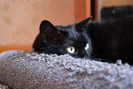 black cat lying on gray mat thumbnail