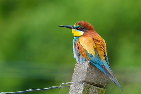 focus photography of European bee eater perched on gray concrete post thumbnail