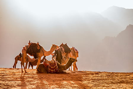 herd of camel photo during daytime thumbnail