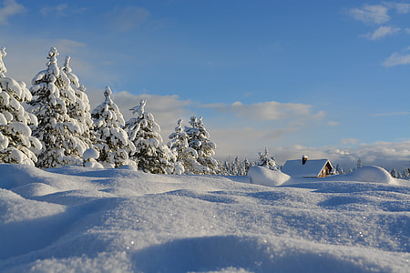 green leafed trees covered with snow under blue sky during daytime thumbnail