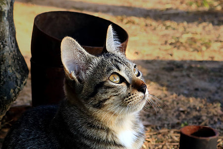 brown tabby cat sitting near the pot thumbnail