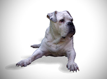 adult white bulldog thumbnail