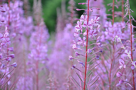 Purple Flowers, Violet thumbnail