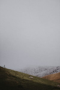 white and black sheep thumbnail
