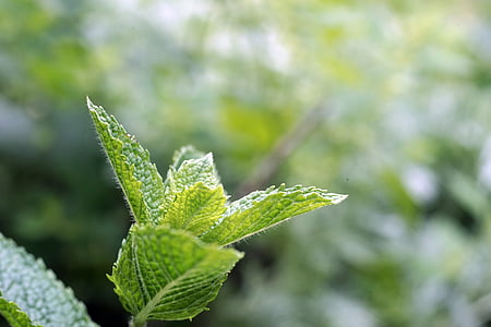 close up photo of green leaf plant thumbnail