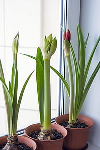three green plants in brown plastic pots thumbnail
