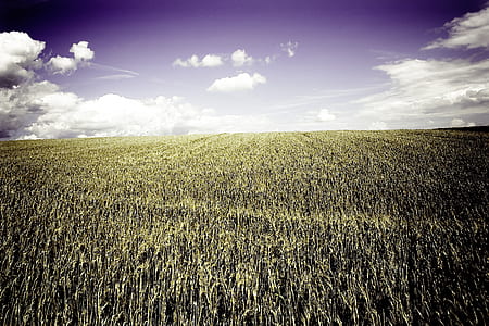 Brown Grass Field Under White Cloudy Blue Sky thumbnail