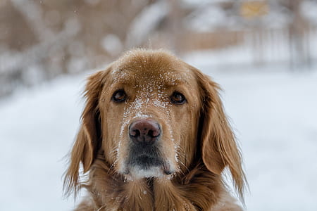 adult dark golden retriever covered with snow outdoor thumbnail