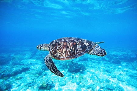 Turtle in ocean thumbnail